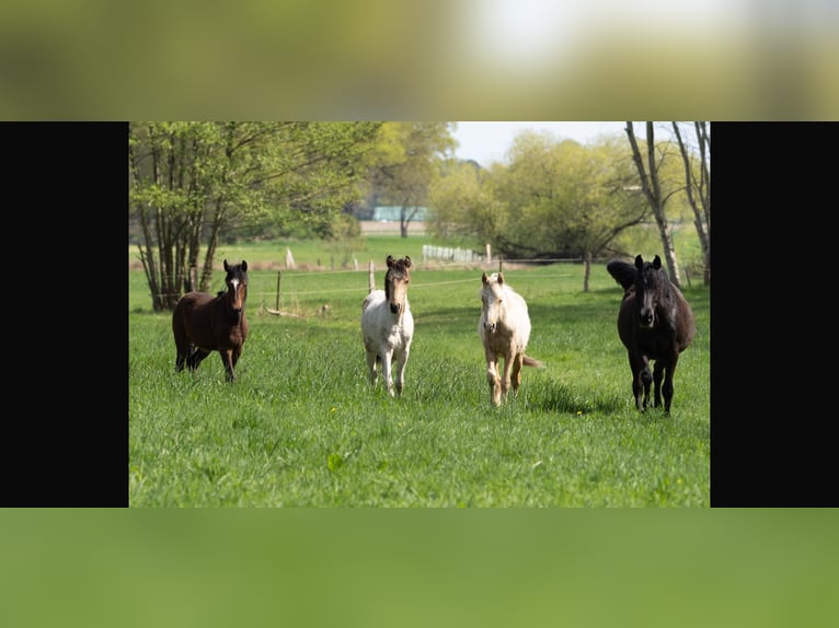 Mangalarga Marchador Stallion 1 year 14,3 hh Palomino in Welle