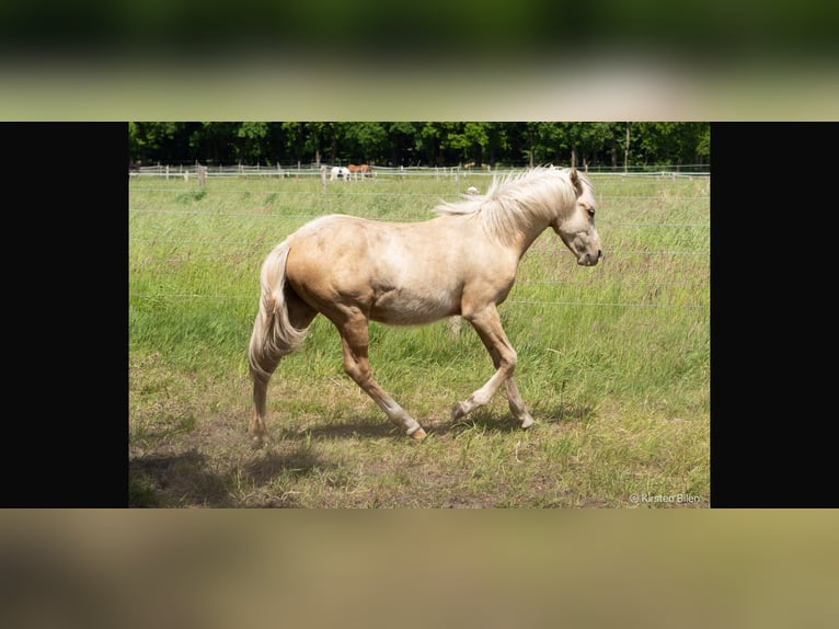 Mangalarga Marchador Stallion 1 year 14,3 hh Palomino in Welle