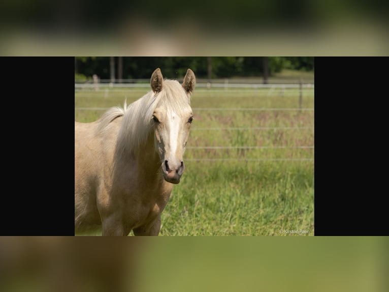 Mangalarga Marchador Stallion 1 year 14,3 hh Palomino in Welle