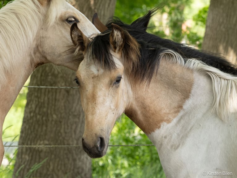 Mangalarga Marchador Stallion 1 year 14,3 hh Pinto in Welle