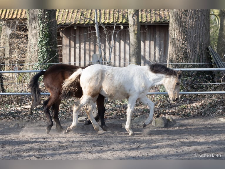 Mangalarga Marchador Stallion 1 year 14,3 hh Pinto in Welle