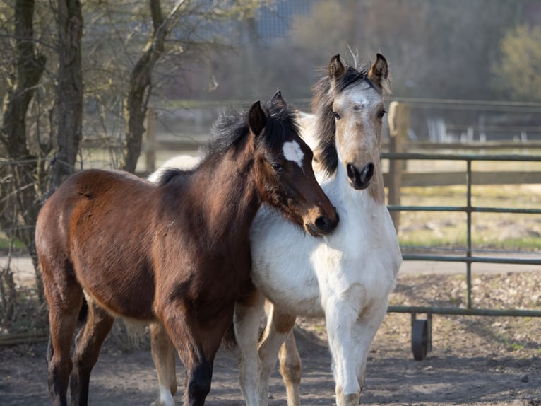 Mangalarga Marchador Stallion 1 year 14,3 hh Pinto in Welle