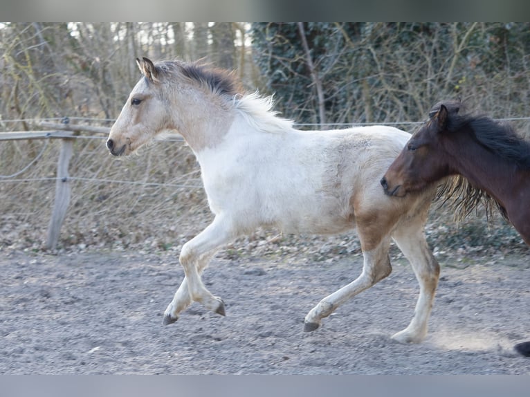Mangalarga Marchador Stallion 1 year 14,3 hh Pinto in Welle