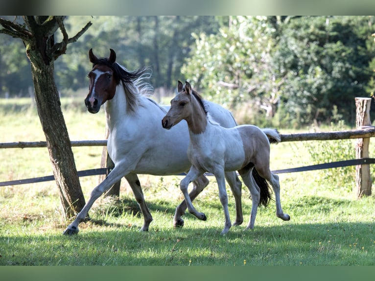 Mangalarga Marchador Stallion 1 year 14,3 hh Pinto in Welle