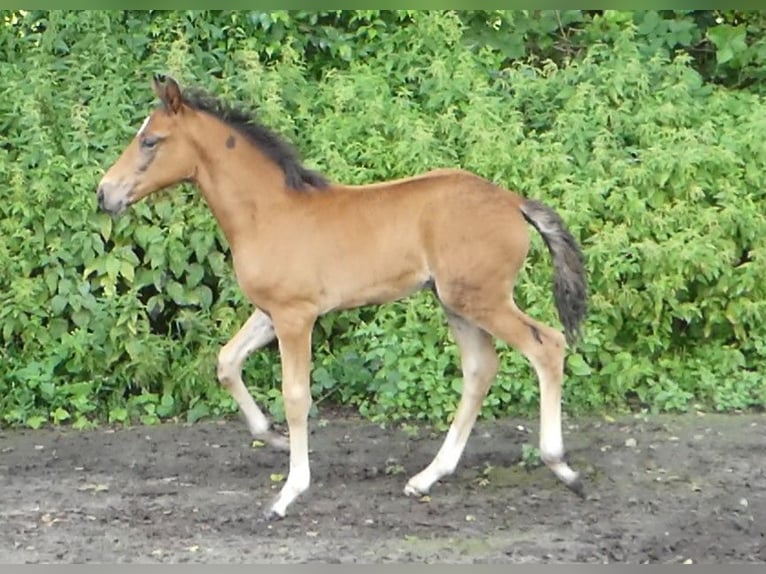 Mangalarga Marchador Stallion 1 year 15,1 hh Brown in Neuenkirchen