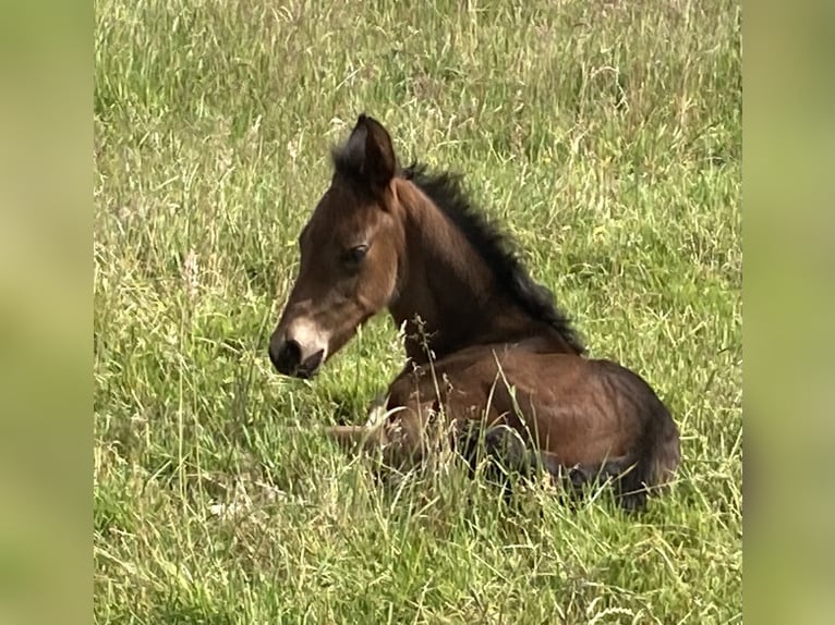 Mangalarga Marchador Stallion 1 year 15 hh Bay-Dark in Neuenkirchen