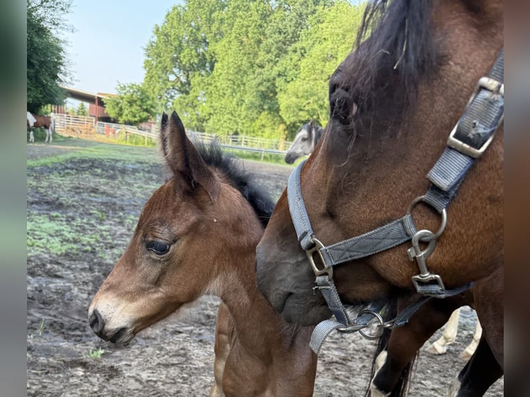 Mangalarga Marchador Stallion 1 year 15 hh Bay-Dark in Neuenkirchen