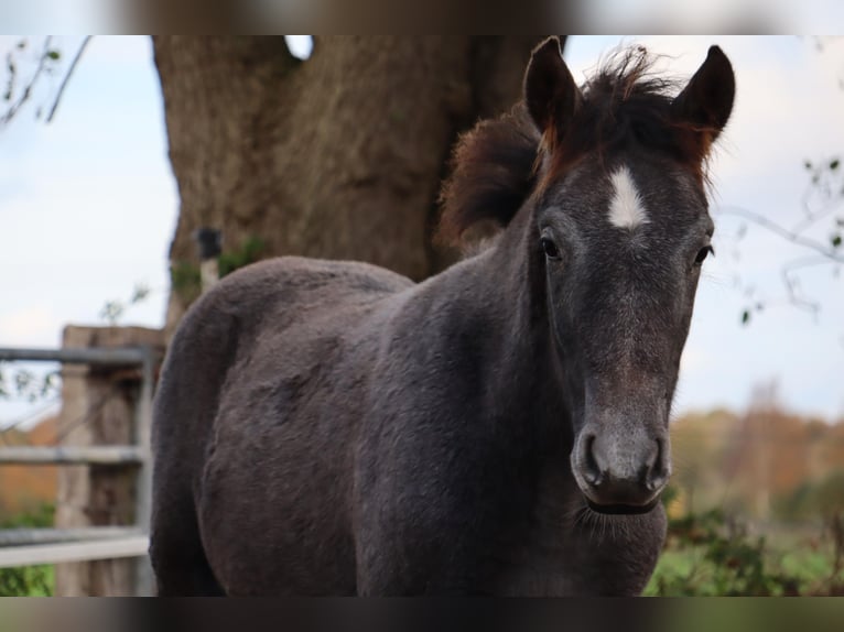 Mangalarga Marchador Stallion 1 year 15,1 hh Grey-Dark-Tan in Neuenkirchen