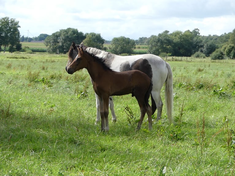 Mangalarga Marchador Stallion 2 years 15,1 hh Brown in Neuenkirchen