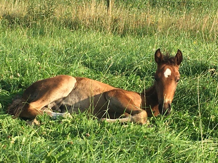 Mangalarga Marchador Stallion 2 years 15,1 hh Brown in Neuenkirchen