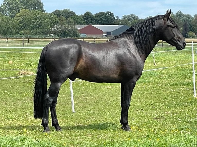 Mangalarga Marchador Stallion 7 years 15,1 hh Black in Ath
