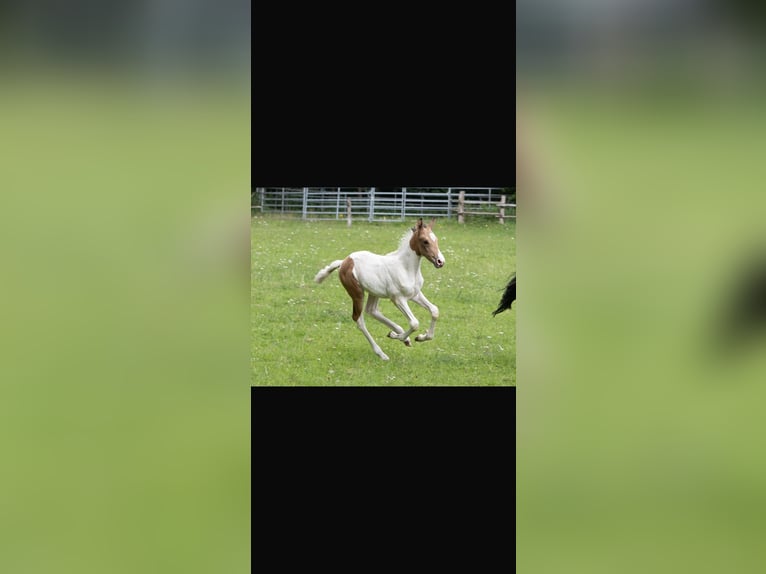 Mangalarga Marchador Stallion Foal (06/2026) 14.3 hh Buckskin in Welle