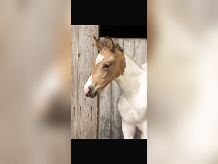 Mangalarga Marchador Stallion Foal (06/2026) 14.3 hh Buckskin in Welle