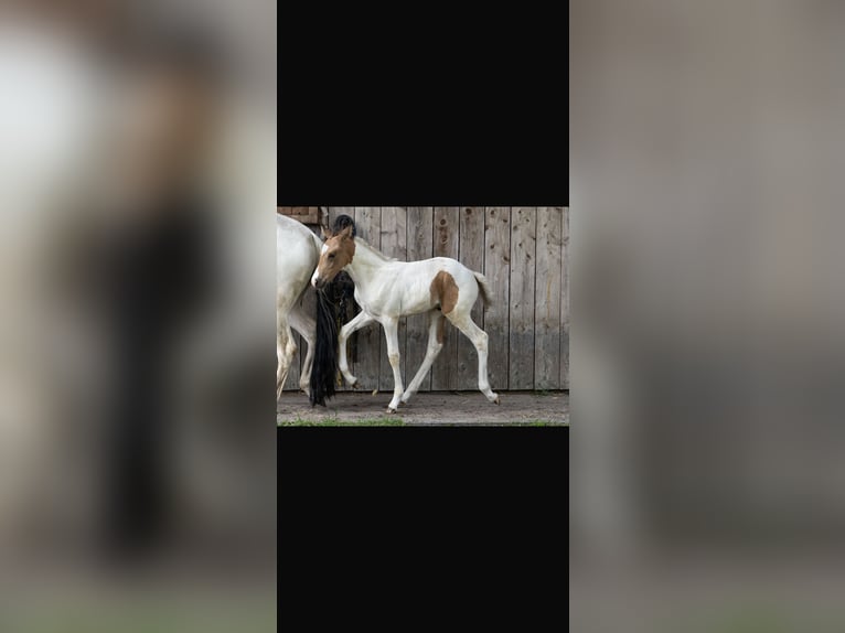 Mangalarga Marchador Stallion Foal (06/2026) 14.3 hh Buckskin in Welle