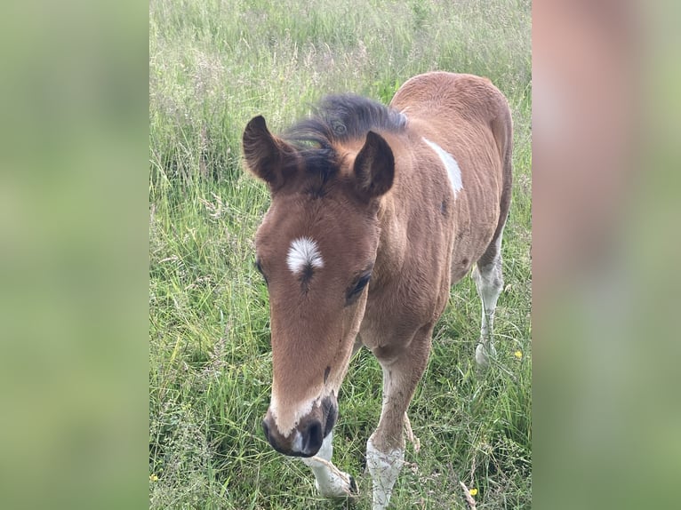 Mangalarga Marchador Stallion Foal (04/2025) 14,2 hh Pinto in Neuenkircheneuenkirchen