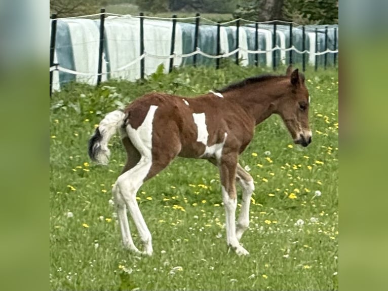 Mangalarga Marchador Stallion Foal (04/2025) 14,2 hh Pinto in Neuenkircheneuenkirchen