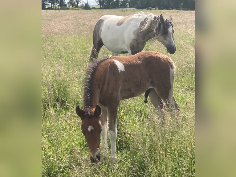 Mangalarga Marchador Stallion Foal (04/2025) 14,2 hh Pinto in Neuenkircheneuenkirchen
