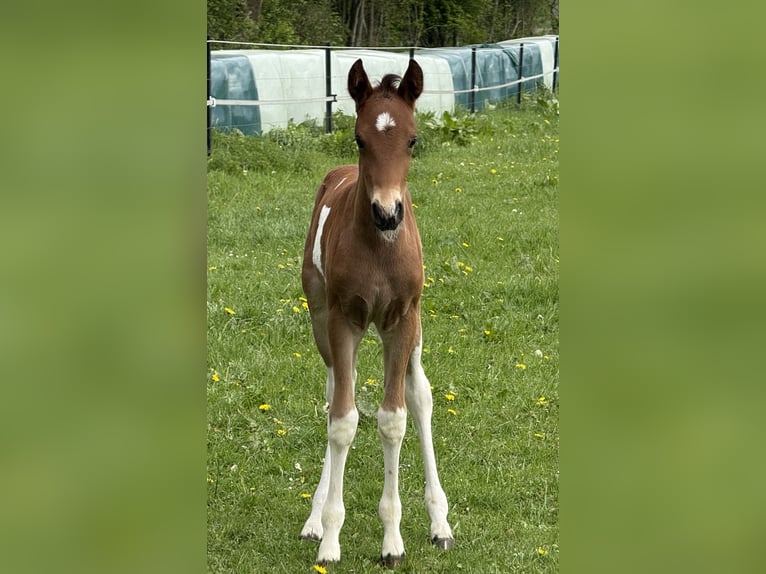 Mangalarga Marchador Stallion Foal (04/2025) 14,2 hh Pinto in Neuenkircheneuenkirchen