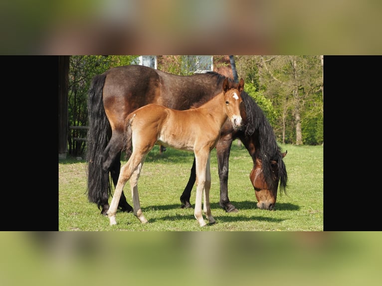 Mangalarga Marchador Stallion Foal (04/2026) 15.1 hh Brown in Welle