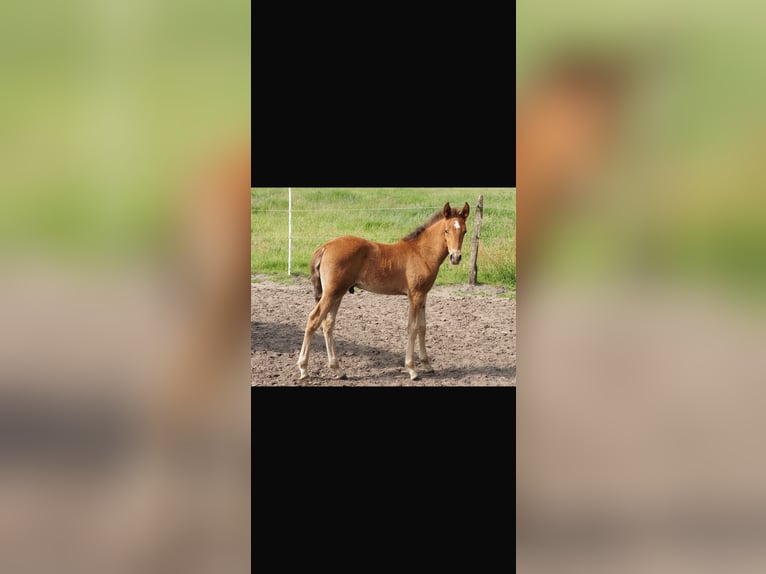 Mangalarga Marchador Stallion Foal (04/2026) 15.1 hh Brown in Welle