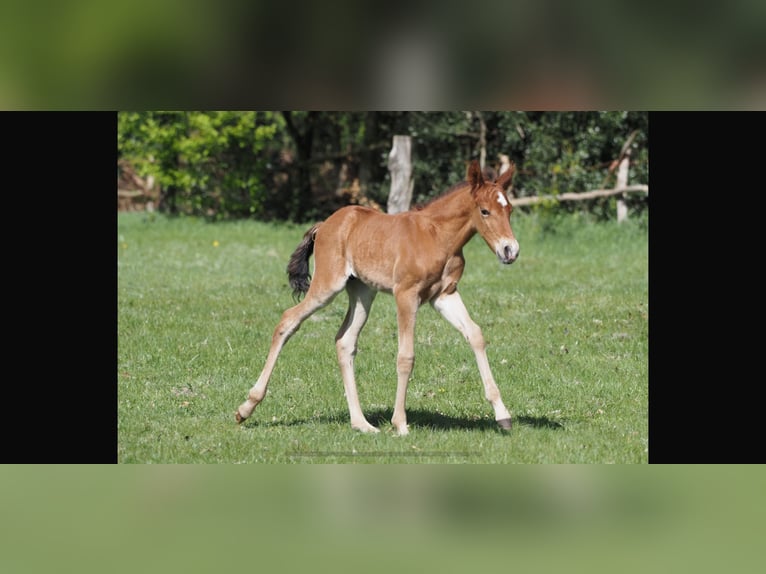 Mangalarga Marchador Stallion Foal (04/2026) 15.1 hh Brown in Welle