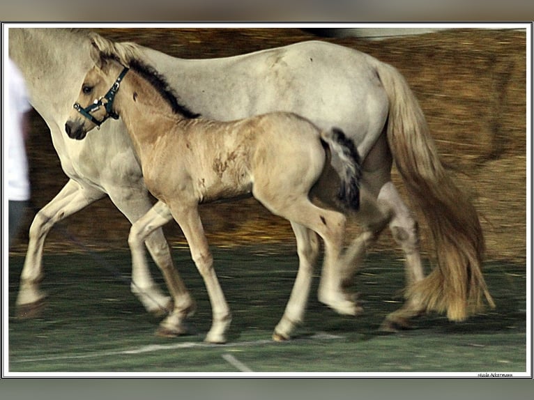 Mangalarga Marchador Stallion Foal (05/2026) 15.1 hh Buckskin in Neuenkirchen
