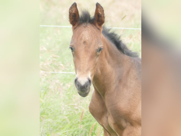 Mangalarga Marchador Stallion Foal (05/2025) 15 hh Bay-Dark in Neuenkirchen