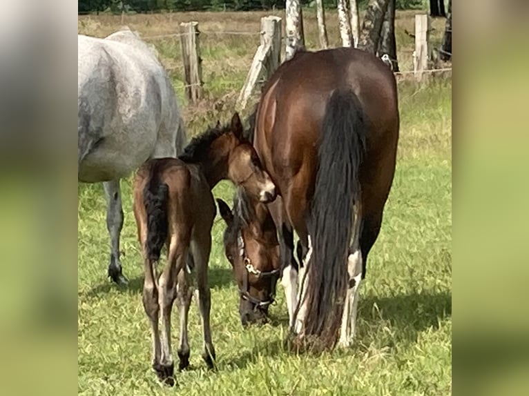 Mangalarga Marchador Stallion Foal (05/2025) 15 hh Bay-Dark in Neuenkirchen