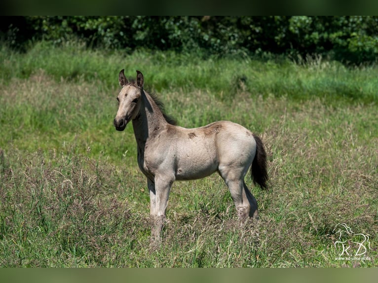 Mangalarga Marchador Stallion Foal (04/2025) 15 hh Buckskin in Welle/Kampen