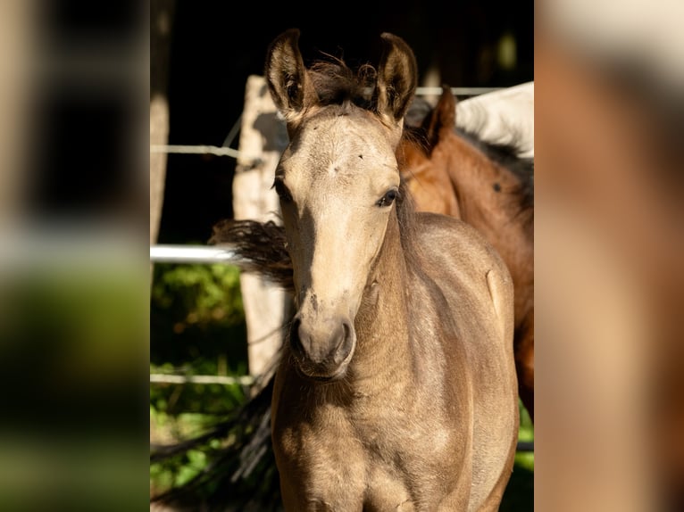 Mangalarga Marchador Stallion Foal (04/2025) 15 hh Buckskin in Welle/Kampen