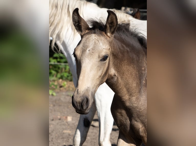 Mangalarga Marchador Stallion Foal (04/2025) 15 hh Buckskin in Welle/Kampen