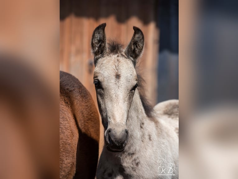 Mangalarga Marchador Stallion Foal (04/2025) 15 hh Buckskin in Welle/Kampen