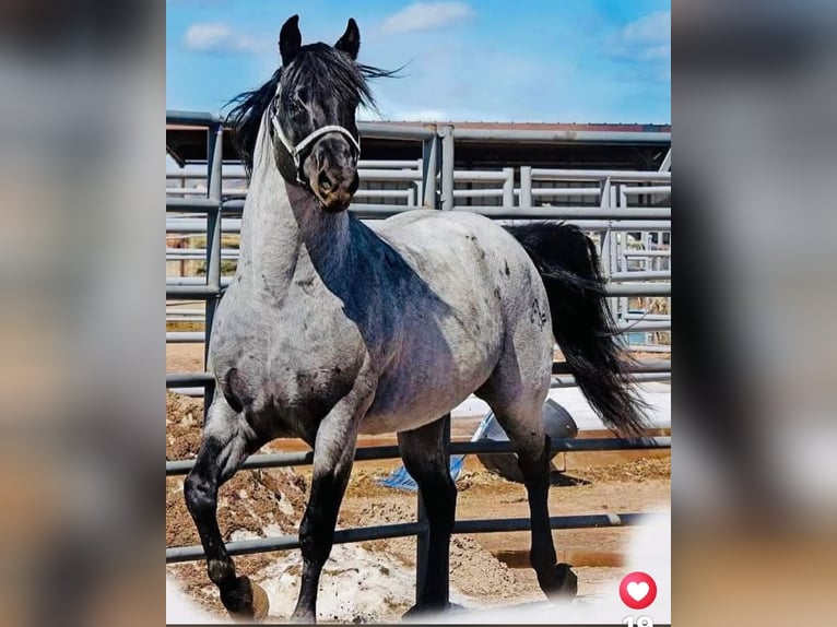 Mangalarga Marchador Stallion Roan-Blue in Lexington