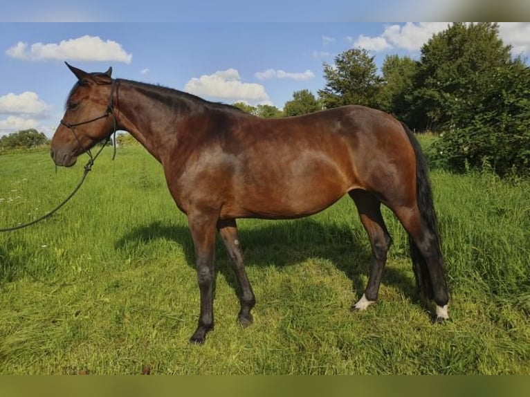 Mangalarga Marchador Sto 10 år 152 cm Brun in Wahlstorf