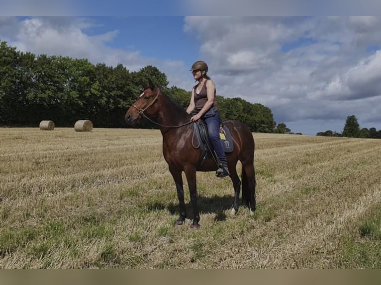 Mangalarga Marchador Sto 10 år 152 cm Brun in Wahlstorf