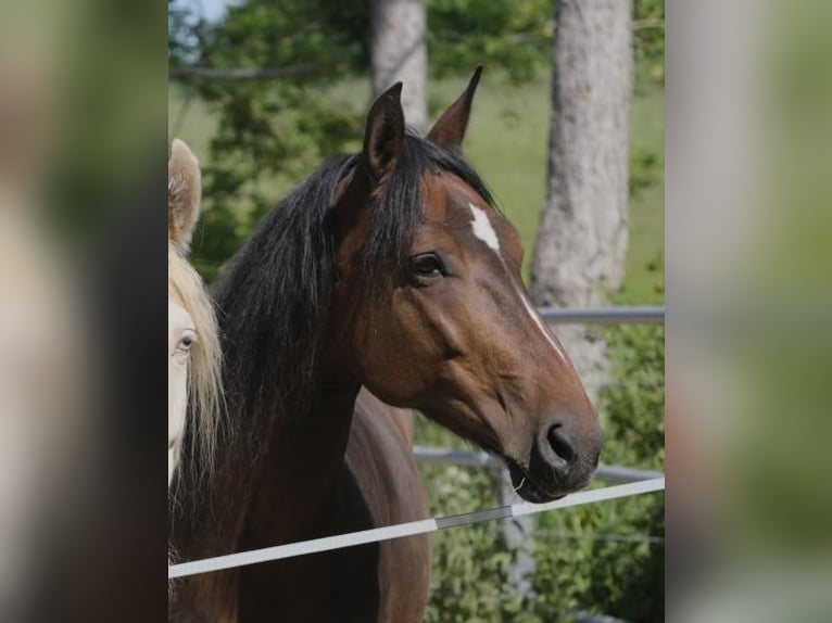 Mangalarga Marchador Sto 10 år 152 cm Brun in Wahlstorf