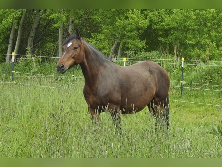 Mangalarga Marchador Sto 10 år 152 cm Brun in Wahlstorf