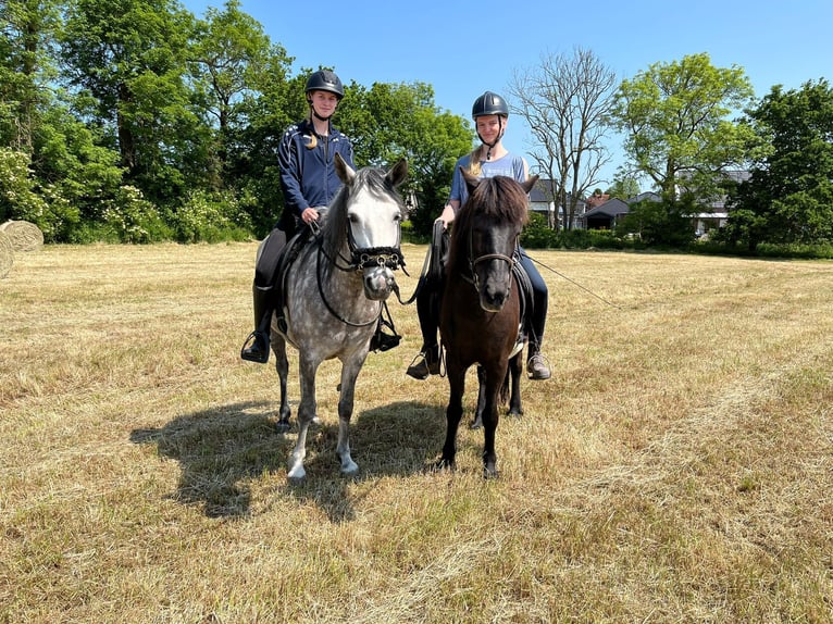 Mangalarga Marchador Sto 7 år 146 cm Gråskimmel in Leer (Ostfriesland)