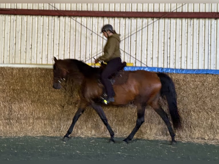 Mangalarga Marchador Stute 11 Jahre 153 cm Brauner in Neuenkirchen