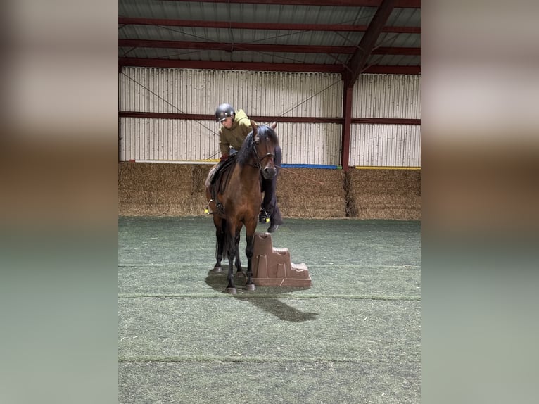 Mangalarga Marchador Stute 11 Jahre 153 cm Brauner in Neuenkirchen