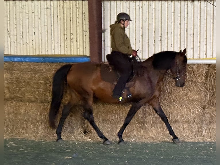 Mangalarga Marchador Stute 11 Jahre 153 cm Brauner in Neuenkirchen