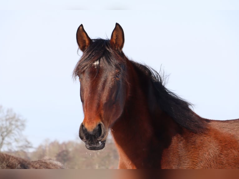 Mangalarga Marchador Stute 11 Jahre 153 cm Brauner in Neuenkirchen