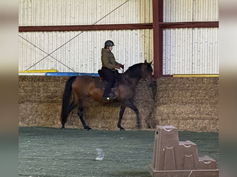 Mangalarga Marchador Stute 11 Jahre 153 cm Brauner in Neuenkirchen