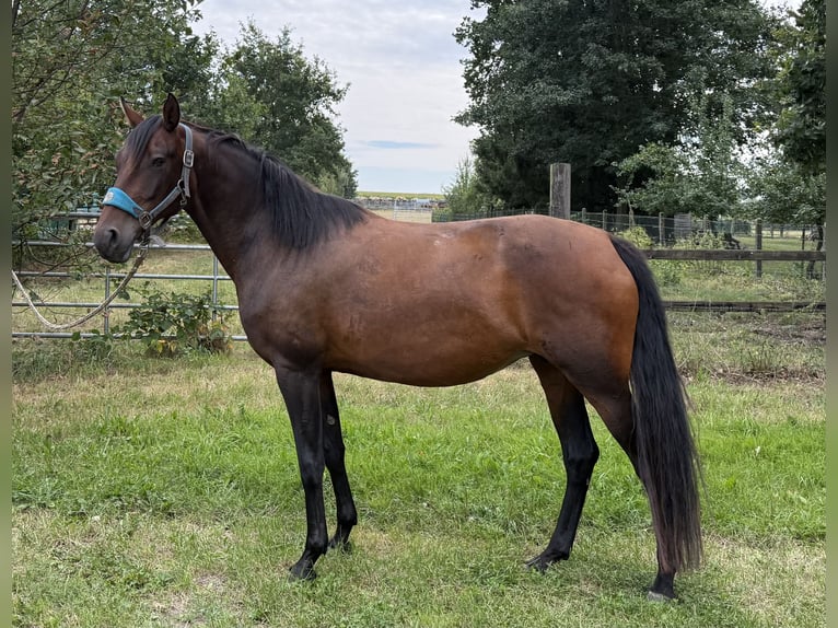 Mangalarga Marchador Stute 11 Jahre 153 cm Brauner in Neuenkirchen