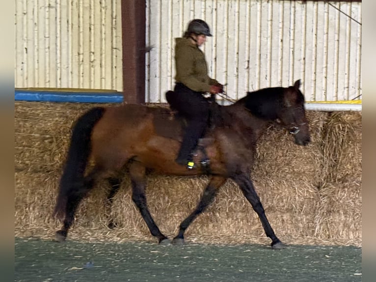 Mangalarga Marchador Stute 11 Jahre 153 cm Brauner in Neuenkirchen