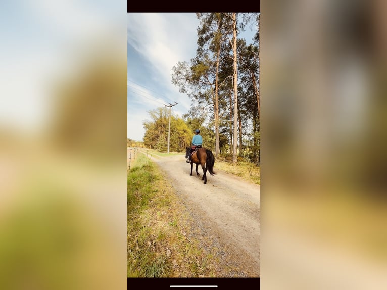 Mangalarga Marchador Stute 17 Jahre 147 cm Falbe in Heideblick
