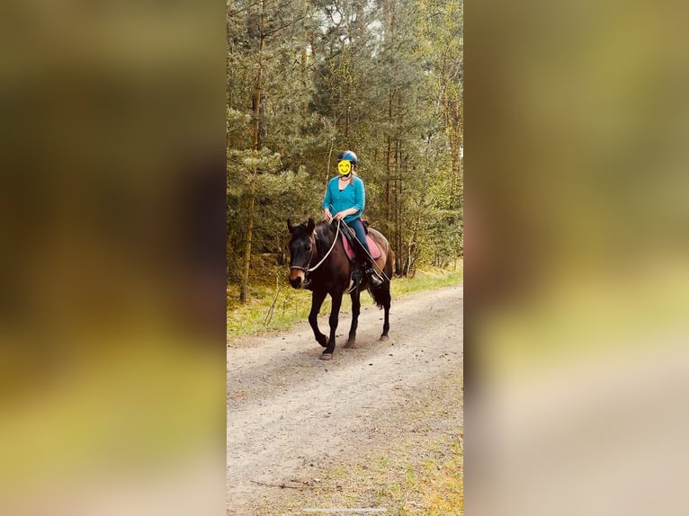 Mangalarga Marchador Stute 17 Jahre 147 cm Falbe in Heideblick