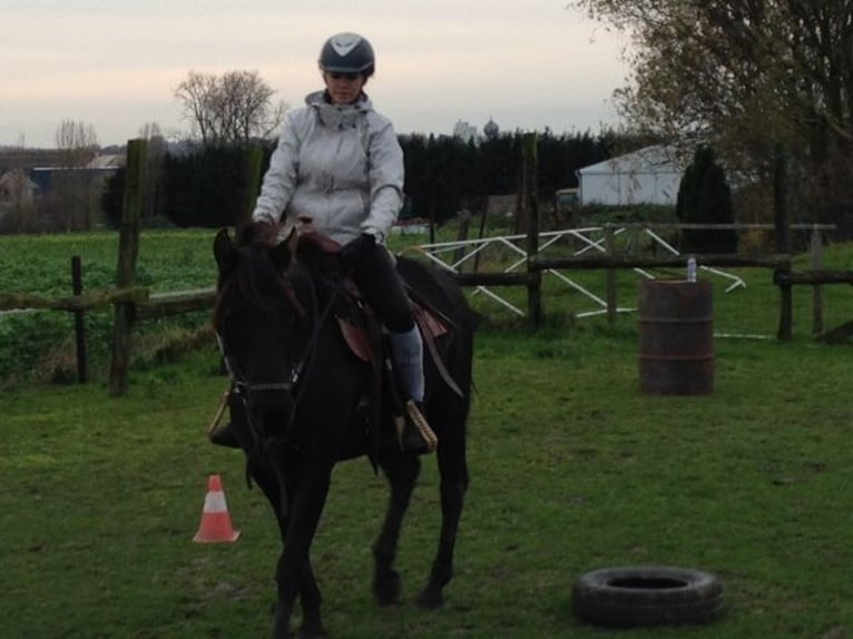 Mangalarga Marchador Stute 17 Jahre 150 cm in ghislenghien