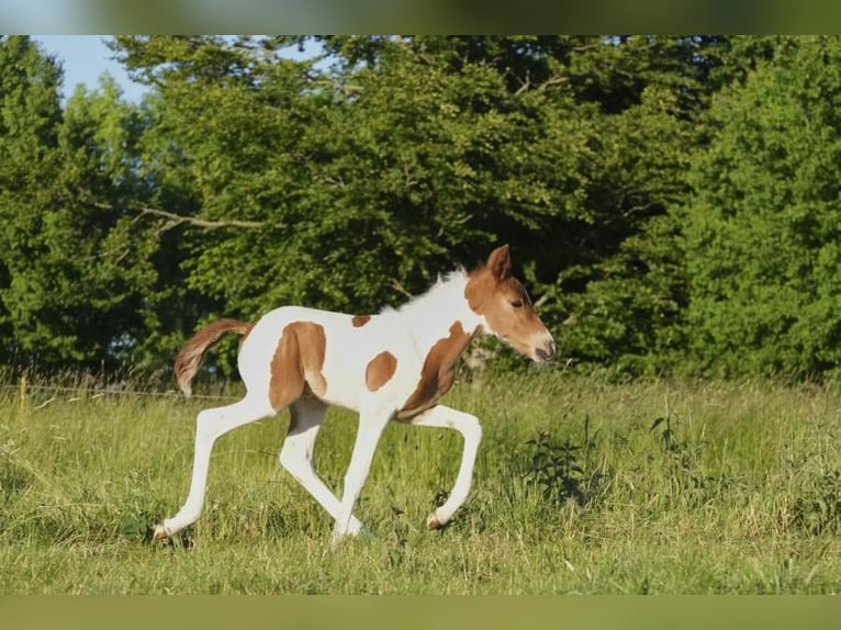 Mangalarga Marchador Stute 1 Jahr 150 cm Schecke in Tostedt