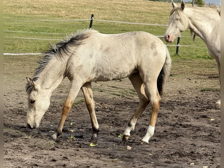 Mangalarga Marchador Stute 1 Jahr 153 cm Buckskin in Neuenkirchen